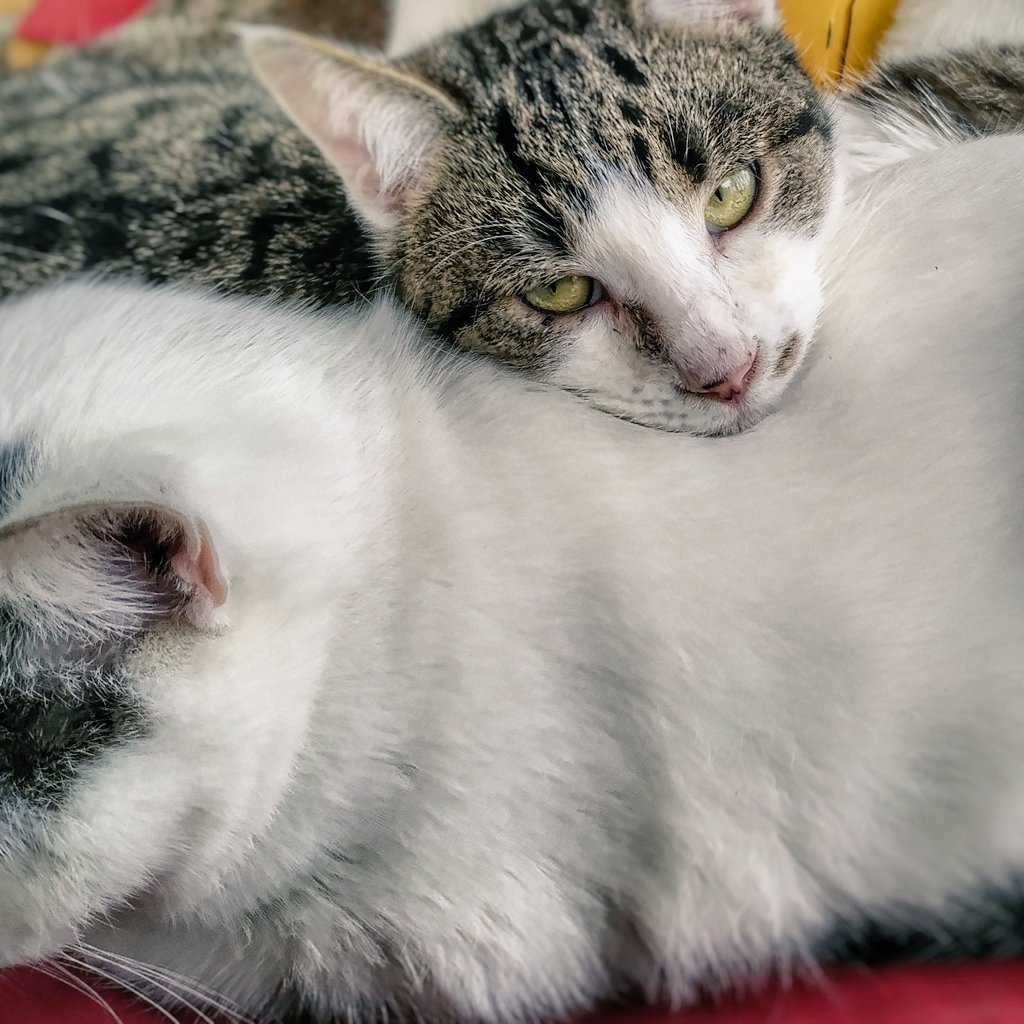 Guten Morgen liebe Katzenfreunde.☺️✨

Habt einen tollen Tag.

Welche Katzendame könnte meinem Anton, bei seinem Blick widerstehen ?😻

#cats #caturday #kitty #catsoftwitter #catlover #katze #kitties #catoftheday #catlove  #katzen #catsofinstagram #caturday
