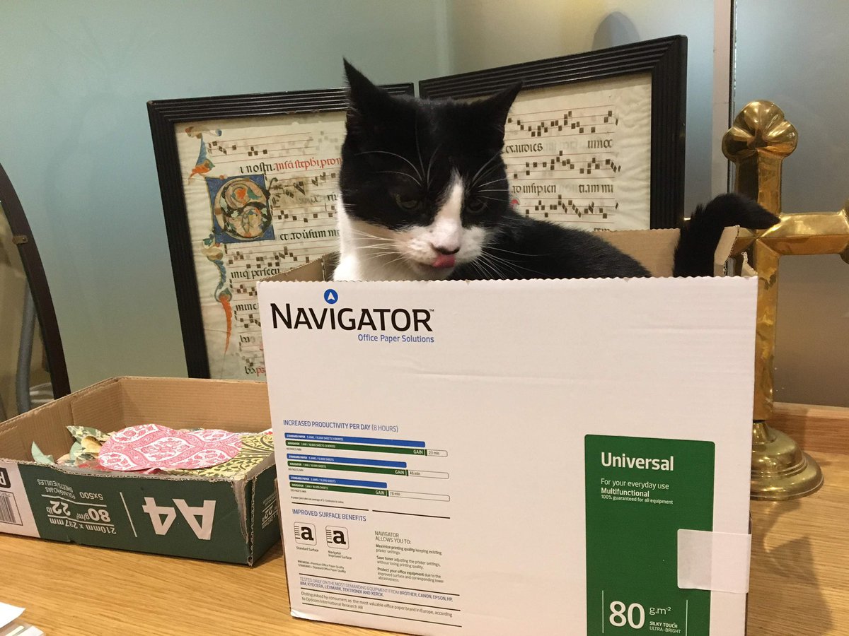 Black and white cat sitting inside a cardboard box, tongue slightly out. Yesterday two visiting dogs ate all his food. Pushkin is outraged.