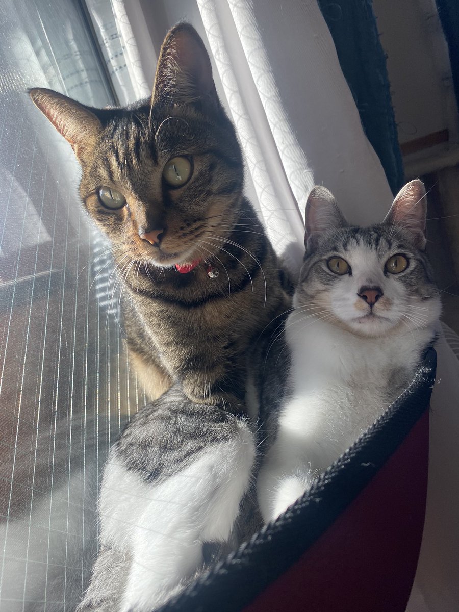 出口クリスタ Christa Deguchi 昨日は今夜くらべてみましたを観て頂きありがとうございました これからも猫の良さを全世界に発信していきたいと思います