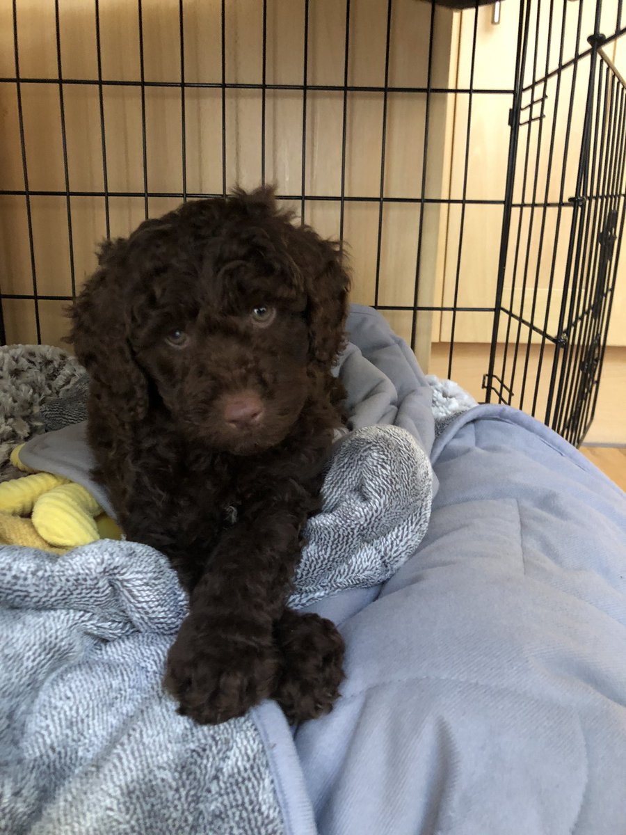 My 8 week old Sproodle called Marlow <a href="/GMB/">Good Morning Britain</a> xx