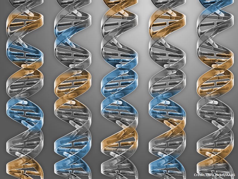 ScienceMagazine's tweet photo. .@UWMedicine researchers have discovered a DNA sensing pathway that defends against #viruses in human cells and acts independently of the protein STING, the well-known DNA sensor. This pathway is not present mouse cells. https://t.co/5ZFMcVULFP

New in @SciImmunology. https://t.co/1CUNSjeeek