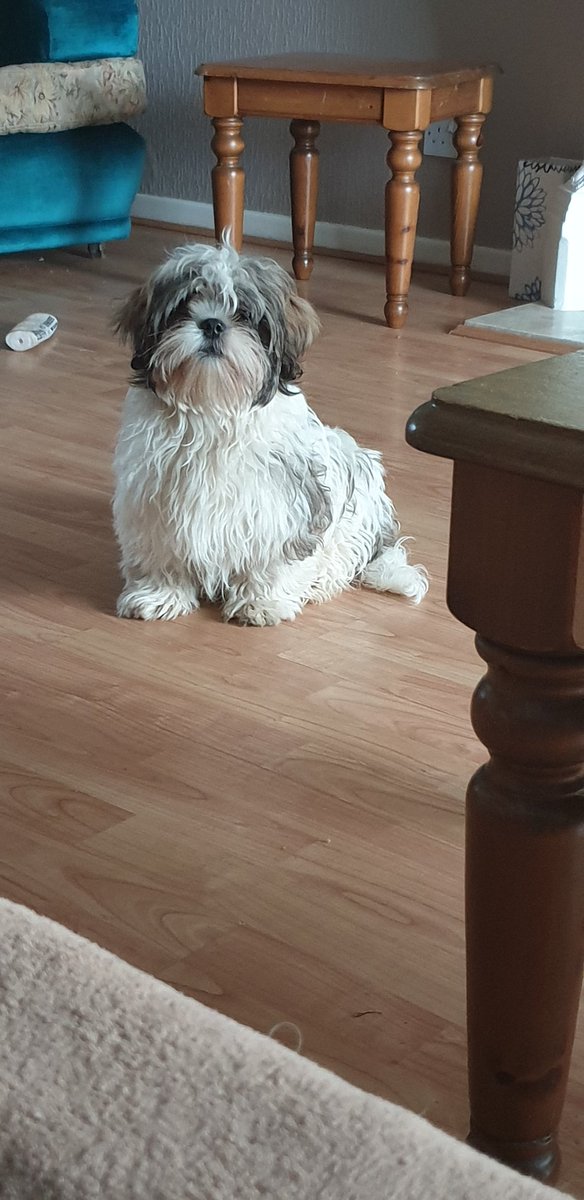 Wirral Dogs tweet media