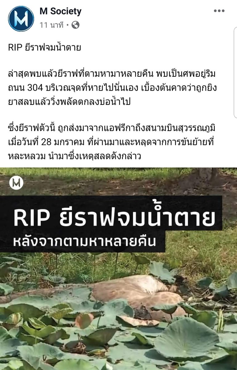 Mana tweet media