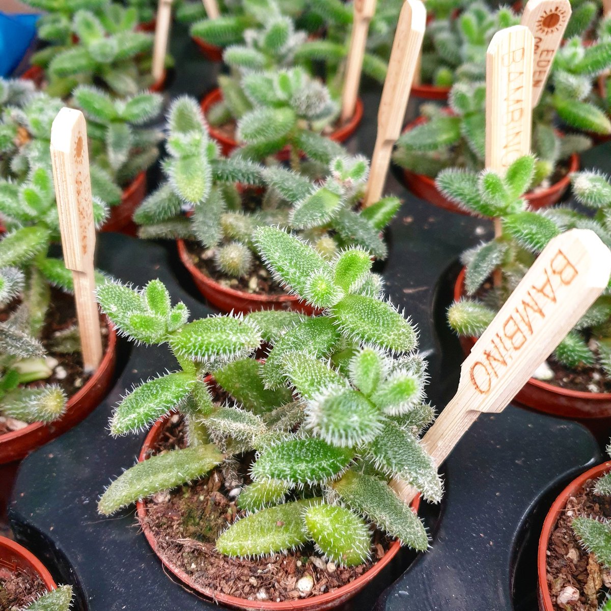 Pickle plants are back 💚 

#houseplants #indoor #houseplant #houseplanthome #indoorgreen #houseplantlove #houseplantaddict #houseplantdiary #houseplantjournal #indoorgarden #houseplantlover #indoorgrow #houseplantplantclub #houseplantclub #houseplanthobbyist #indoorgardening