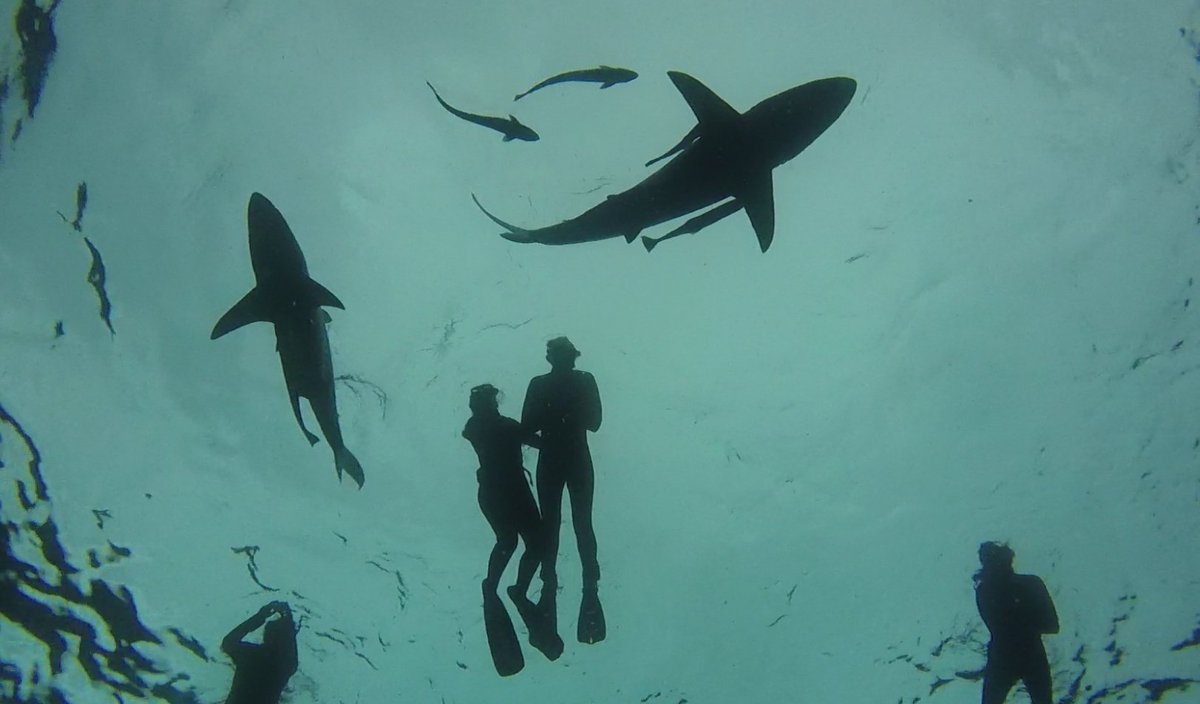 ResearchUnit's tweet photo. Here are some reasons to inspire you to take part in a shark research volunteer program:
https://t.co/TZmkamLyE7
#sharks #species #marine #marinelife #ocean #sharkprogram https://t.co/pNwjKRbGZo