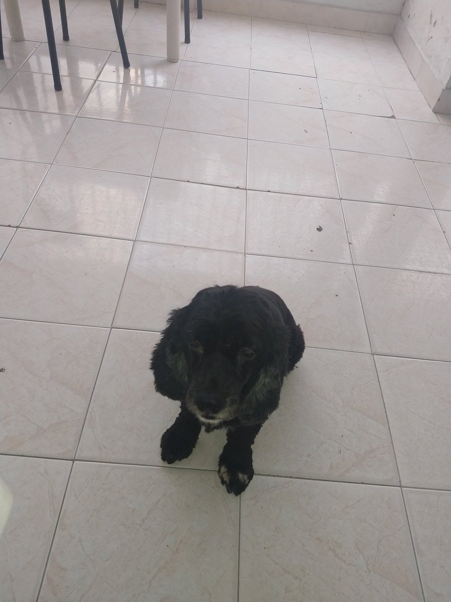 giovaelpe's tweet image. Juan y tendremos que nombrar a Dana miembro honorario de tecnodebates ya que sus ladridos últimamente se escuchan mucho en el podcast #tecnodebates @TecMotivacional  ¿Quien de ustedes falta por escuchar el último episodio?