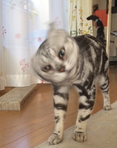 kuronucoo's tweet photo. この洗濯機に入ってるような物はなんだろう？すごい回転。
ネチコヤンと暮らしていたはずなのに。

 #ネチコヤンと暮ら���ていたはず写真展 https://t.co/XrwipYJtEo