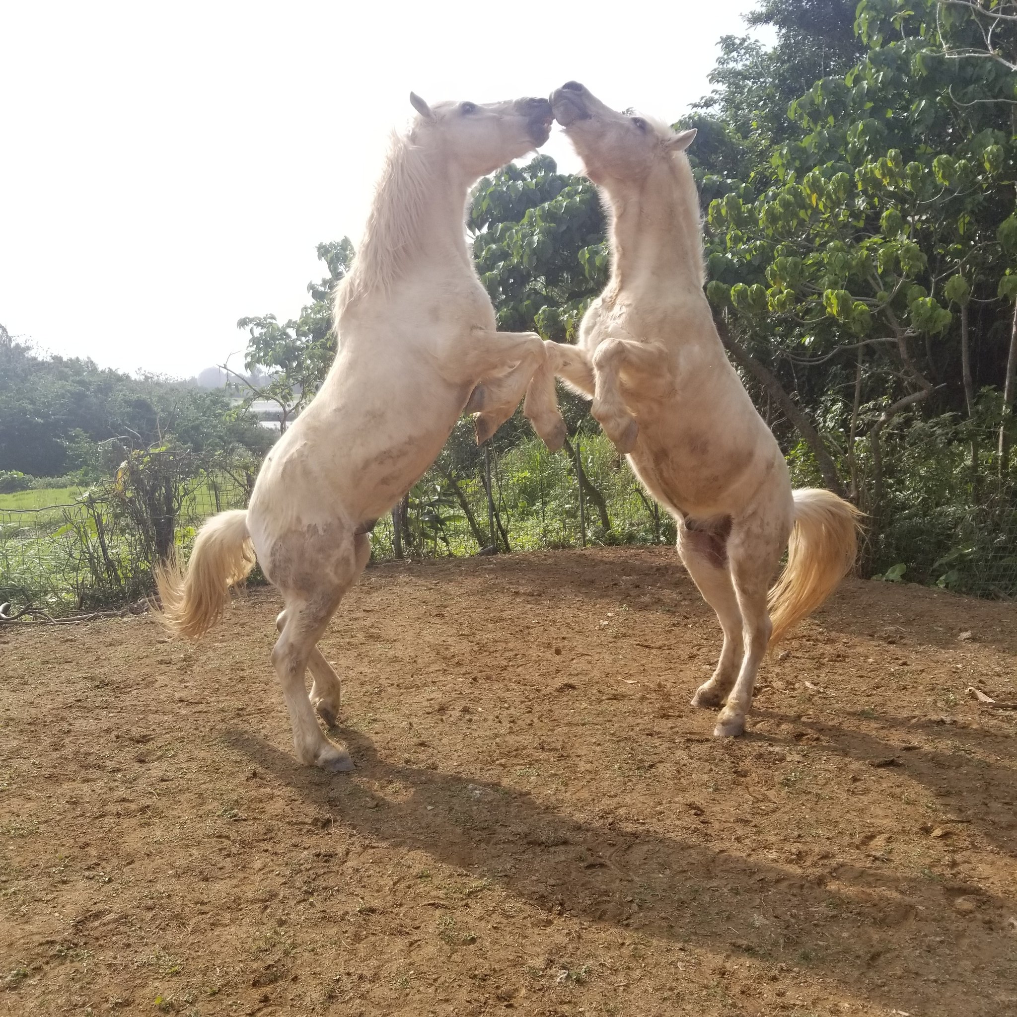 馬と犬とひまわり 海さん専用 跳ね返っ