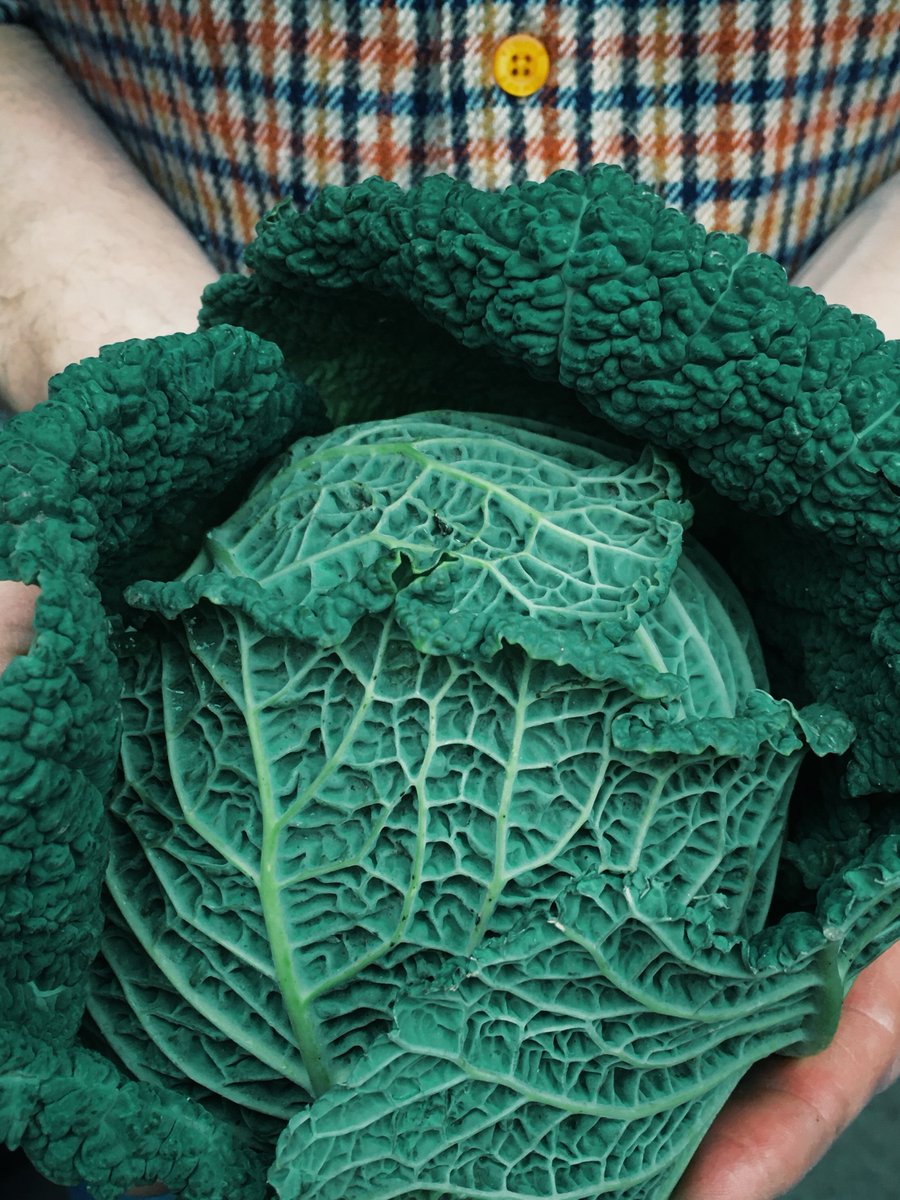 RealFoodBox's tweet image. Cornish Savoy cabbages in our #vegbag next week! This often berated green is a nutritional powerhouse and incredibly versatile. Cabbage is king in our eyes 👑
Check into our recipe section for inspiration and fall in love with cabbage again. 
realfoodbox.co.uk 
#shoplocal