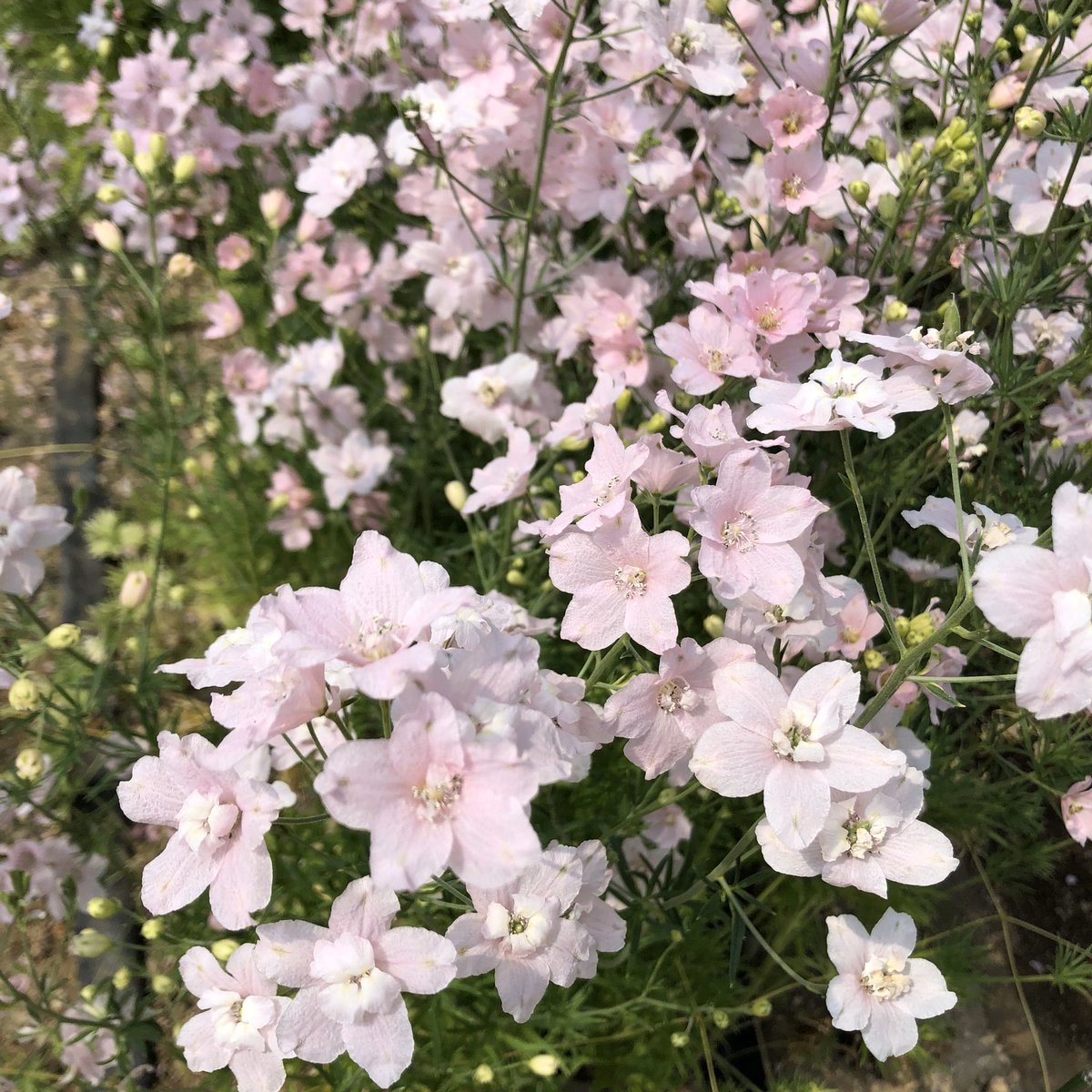 適度な田舎暮らし 愛媛県愛南町の元地域おこし協力隊 冬にさく桜 さくらひめ 愛媛県が開発したお花で 品種はデルフィニウム 今年は種まきand苗植えを お手伝いさせてもらったので 僕が関わったさくらひめが世に T Co Wjngr9p6r1 春よこい