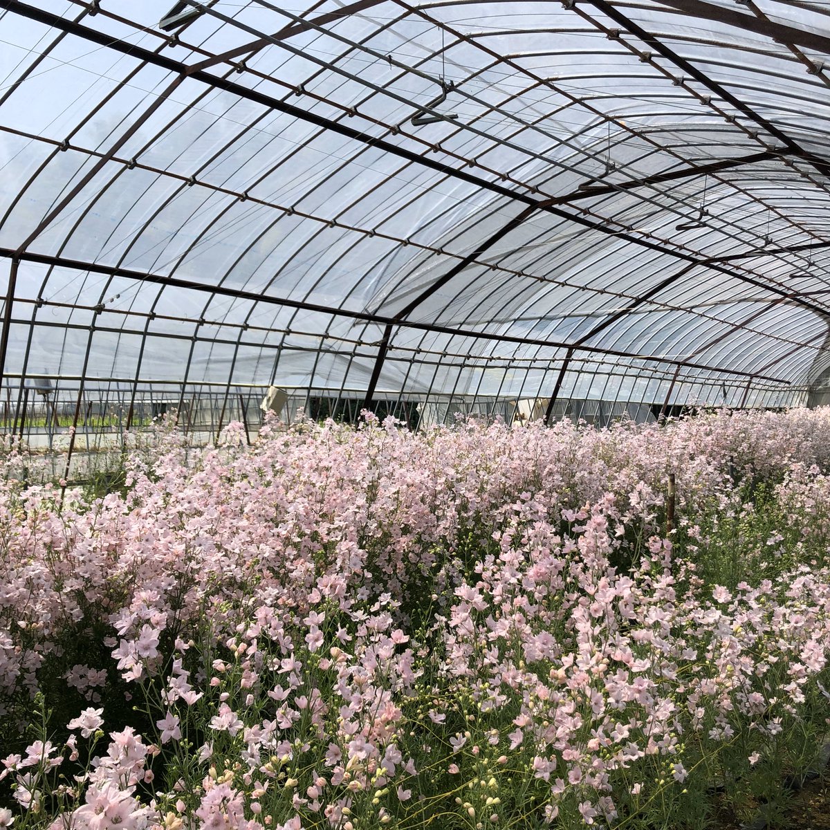適度な田舎暮らし 愛媛県愛南町の元地域おこし協力隊 冬にさく桜 さくらひめ 愛媛県が開発したお花で 品種はデルフィニウム 今年は種まきand苗植えを お手伝いさせてもらったので 僕が関わったさくらひめが世に T Co Wjngr9p6r1 春よこい