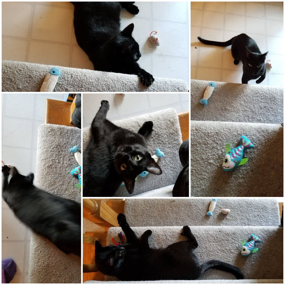 vintagepix's tweet photo. The @yourevilcats #BlackCat emoji finally coming this year to replace these imposters 🐱🐈🦁🐯🐅🐆 #CatsOfTwitter https://t.co/Xmhb5QMZD2
