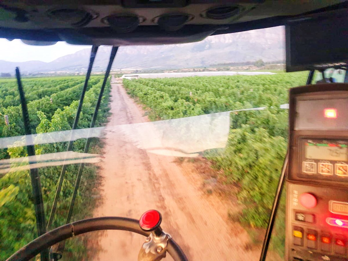 Theuniskraal's tweet photo. And so it begins!
#harvest2020 is officially a go on #theuniskraalwineestate

We started harvesting Muscat Ottonel today, a grape variety we use in making #moscatorose.

#makingmemories
#theuniskraal 
#knowyourwine
#winefacts
#winetime
#tulbaghwineroute https://t.co/yUPqHsUlG4
