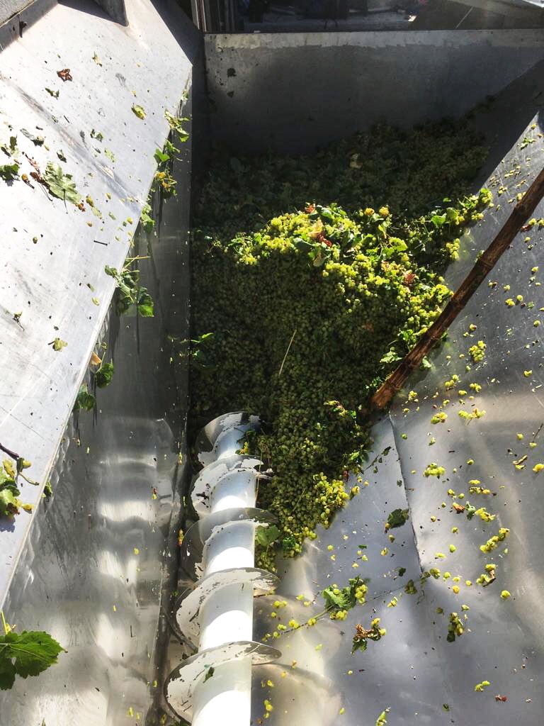 Theuniskraal's tweet photo. And so it begins!
#harvest2020 is officially a go on #theuniskraalwineestate

We started harvesting Muscat Ottonel today, a grape variety we use in making #moscatorose.

#makingmemories
#theuniskraal 
#knowyourwine
#winefacts
#winetime
#tulbaghwineroute https://t.co/yUPqHsUlG4