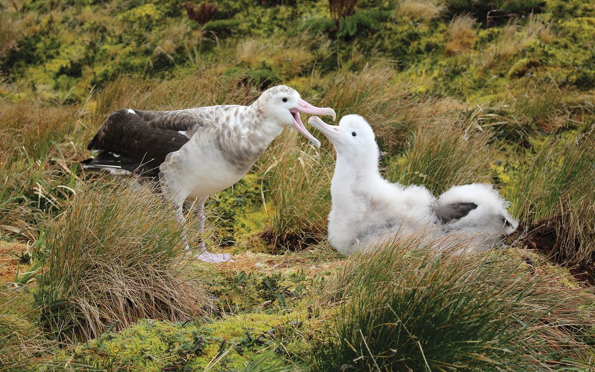 Tristan Albatross (Diomedea dabbenena) with chick, Gough Island, September 2019. Andrew Callender