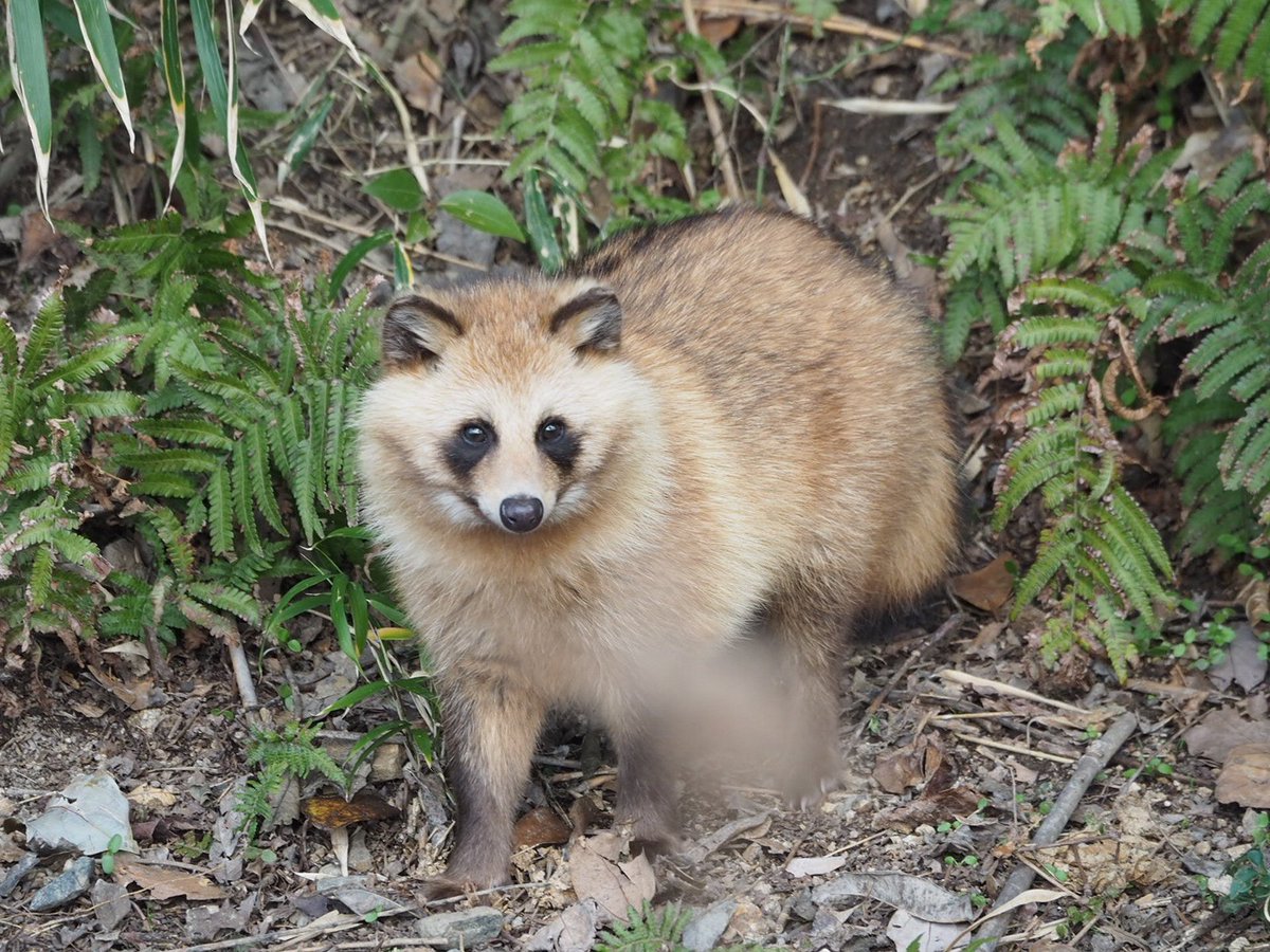 たぬきねこ かわいい ホンドタヌキ タヌキ