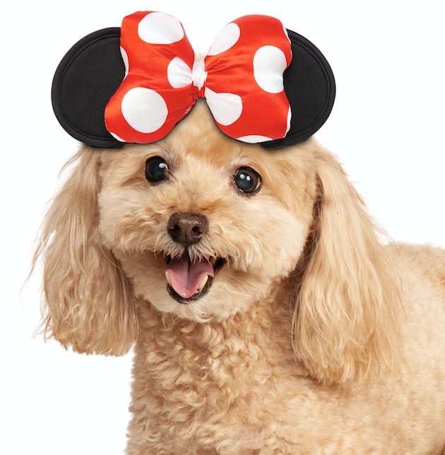 fuck it, chanyeol as puppies: a thread