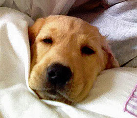 in conclusion, chanyeol = puppy