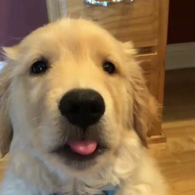 fuck it, chanyeol as puppies: a thread