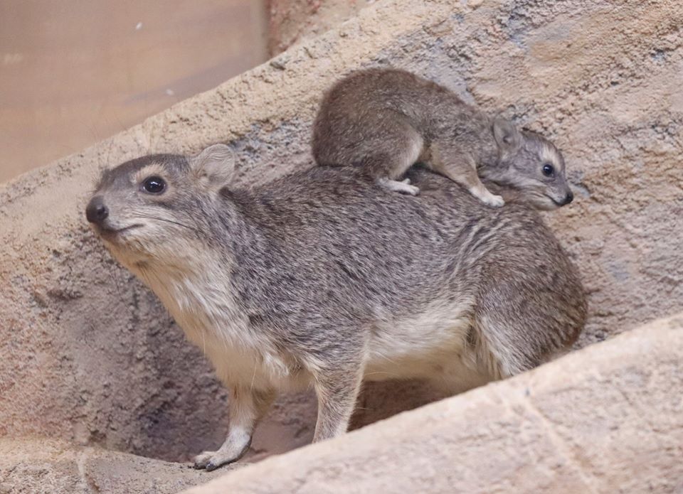 国内初誕生 キボシイワハイラックス の赤ちゃん