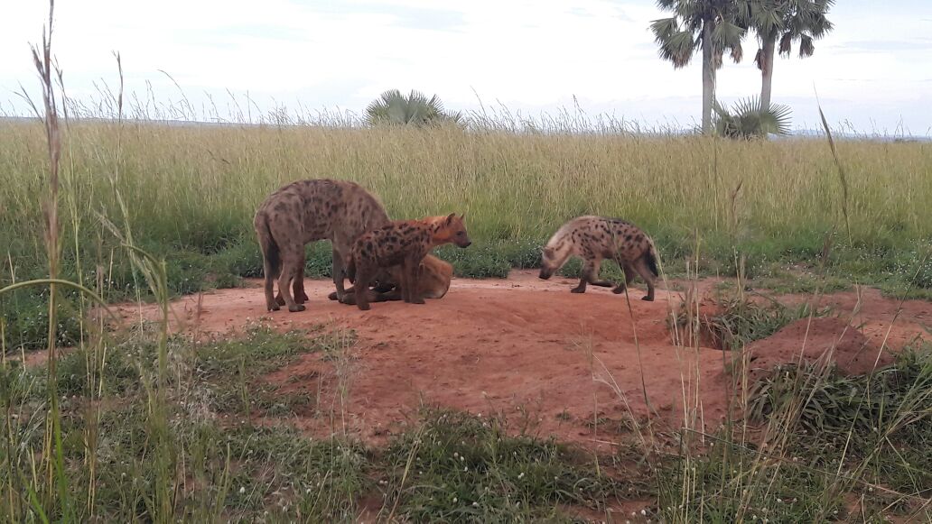 In the great Murchison falls Uganda its time for hyenas to get back in their den. Let's take you there. #wildlifesafaris #visituganda #dogs #wildlife @BBC_Travel @CNNTravel @XHNews @nytimes @Oprah @bthetravelbrand @ViatorAgents @365Sabados @BillGates @viajefilos @NatGeoTravel