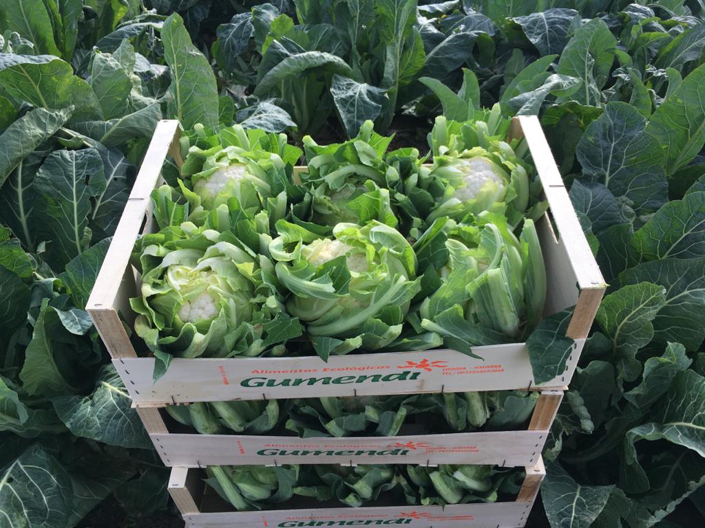 gumendi's tweet photo. ¿Aún no le has cogido el gusto a las verduras? Observa estos ejemplares que son de primera, el antídoto contra la comida ultraprocesada. Acelgas, coliflor, apio, lechuga romana...¡¡esto es el real fooding que tan de moda está!!

Comida saludable de calidad. https://t.co/daV9KShNzY