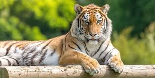 RedwingsDunst's tweet photo. What you up to with the kids , in the comming school hols.
If you are thinking of treating them to a trip to Woburn Safari Park, why not stop over at Redwings Lodge, just 10 minutes away, great deals for families this February School hols, book now for fantastic over night stay. https://t.co/X10FjYsuhx