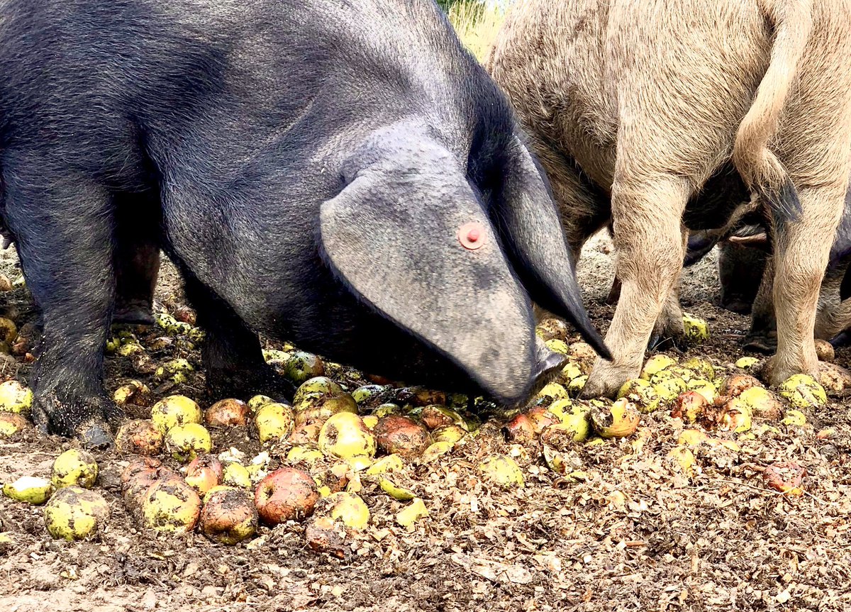 An ‘appeltje’ a day keeps ook hier bij onze varkens the doctor away....#gedichtendag