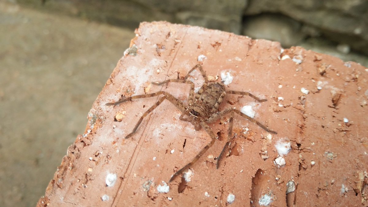 Jia0qu's tweet photo. A gift to people who love spiders😜 https://t.co/bL3zAfGPAy