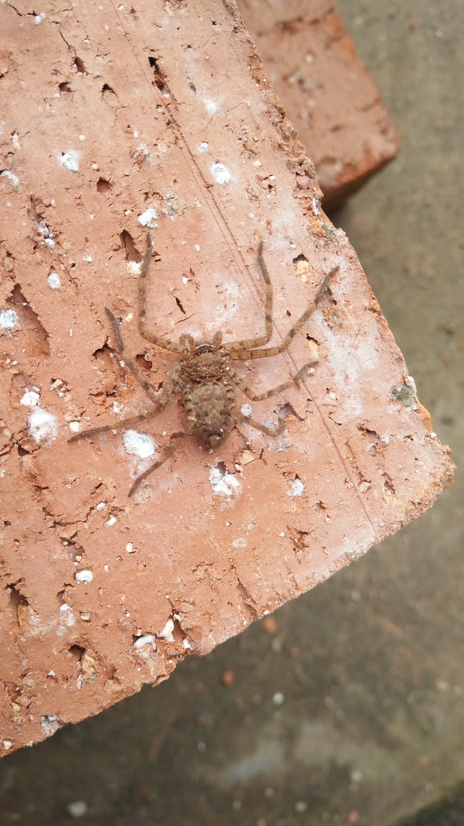 Jia0qu's tweet photo. A gift to people who love spiders😜 https://t.co/bL3zAfGPAy