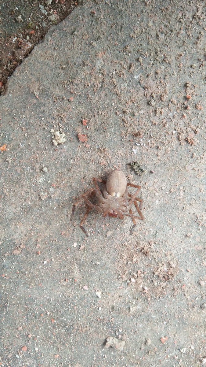 A gift to people who love spiders😜