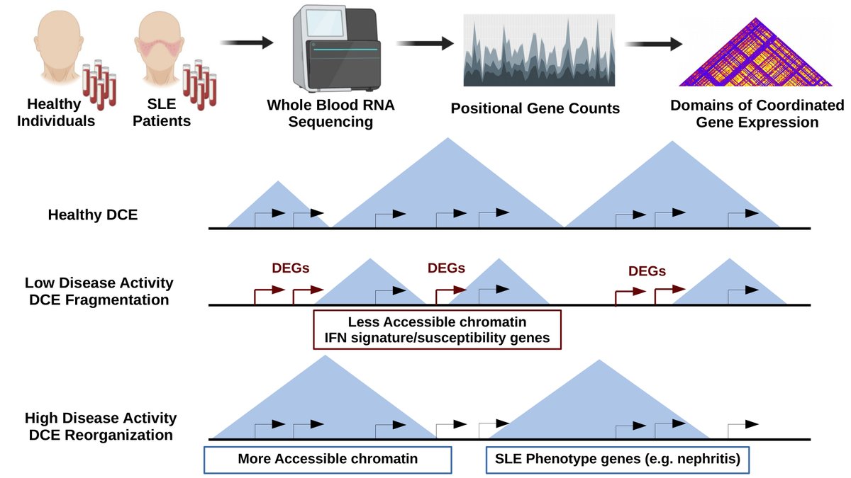 Our latest work, a collaboration with @george_bertsias, Dimitris Boumpas and @dermitzakis is out as a preprint. 
Spatial gene co-expression is significantly altered in the genomes of Systemic Lupus Erythematosus patients. Great work lead by @VNtasis! 
 
biorxiv.org/content/10.110…