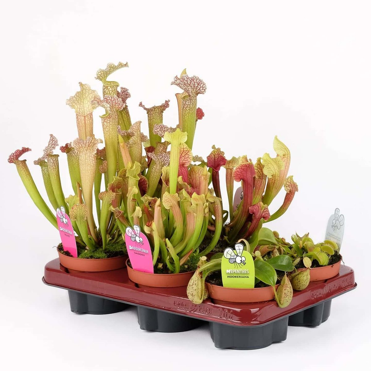 Rograplant's tweet photo. 🚖🚖🚖RECÍBELAS MAÑANA EN TU FLORISTERÍA
Descubre las nuevas #PlantasCarnívoras, son muy llamativas y exóticas. ¡Fáciles de Cuidar! ✅PORTES GRATIS!!!✅
#plantasonline #mayoristadeplantas https://t.co/LwqFISyCAs https://t.co/x0OgfWybpH