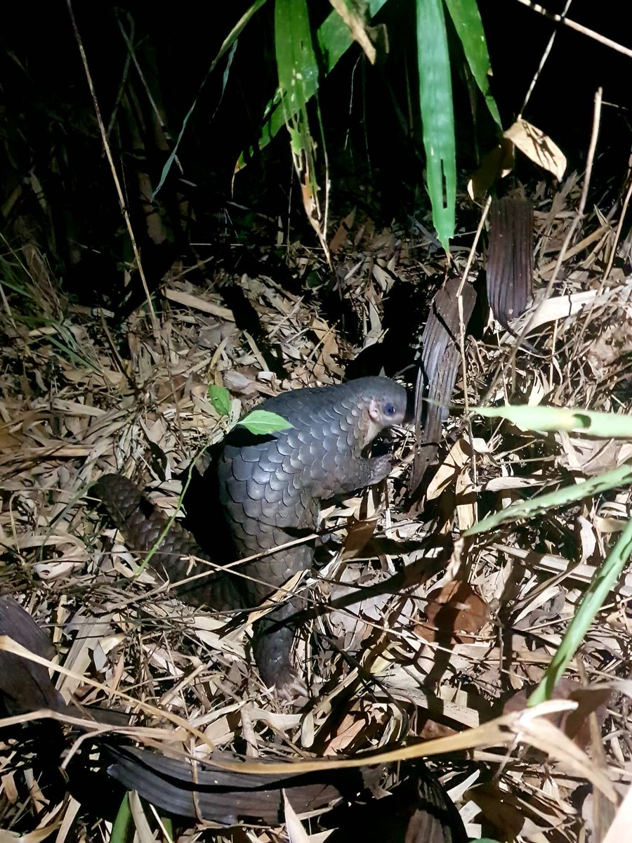 Last week, our rangers at Osom rescued a Critically Endangered Sunda pangolin. The pangolin was released back into the wild the same day.

#pangolin #wildliferescue #wildlifealliance