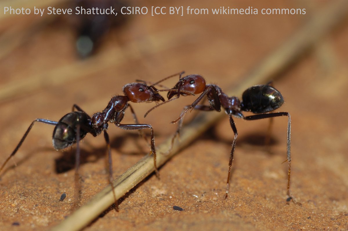 Two meat ants facing towards each other. Photo is by Steve Shattuck.