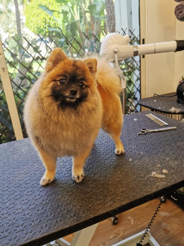 TailsMarbella's tweet photo. Another transformation!😍Our team specialise in breed cuts. Pop in to our salon or call us up to discuss the needs of your four legged family member!❤️

#beforeandafter #marbellalifestyle #pets #marbellapets https://t.co/NMfMDoPv8P