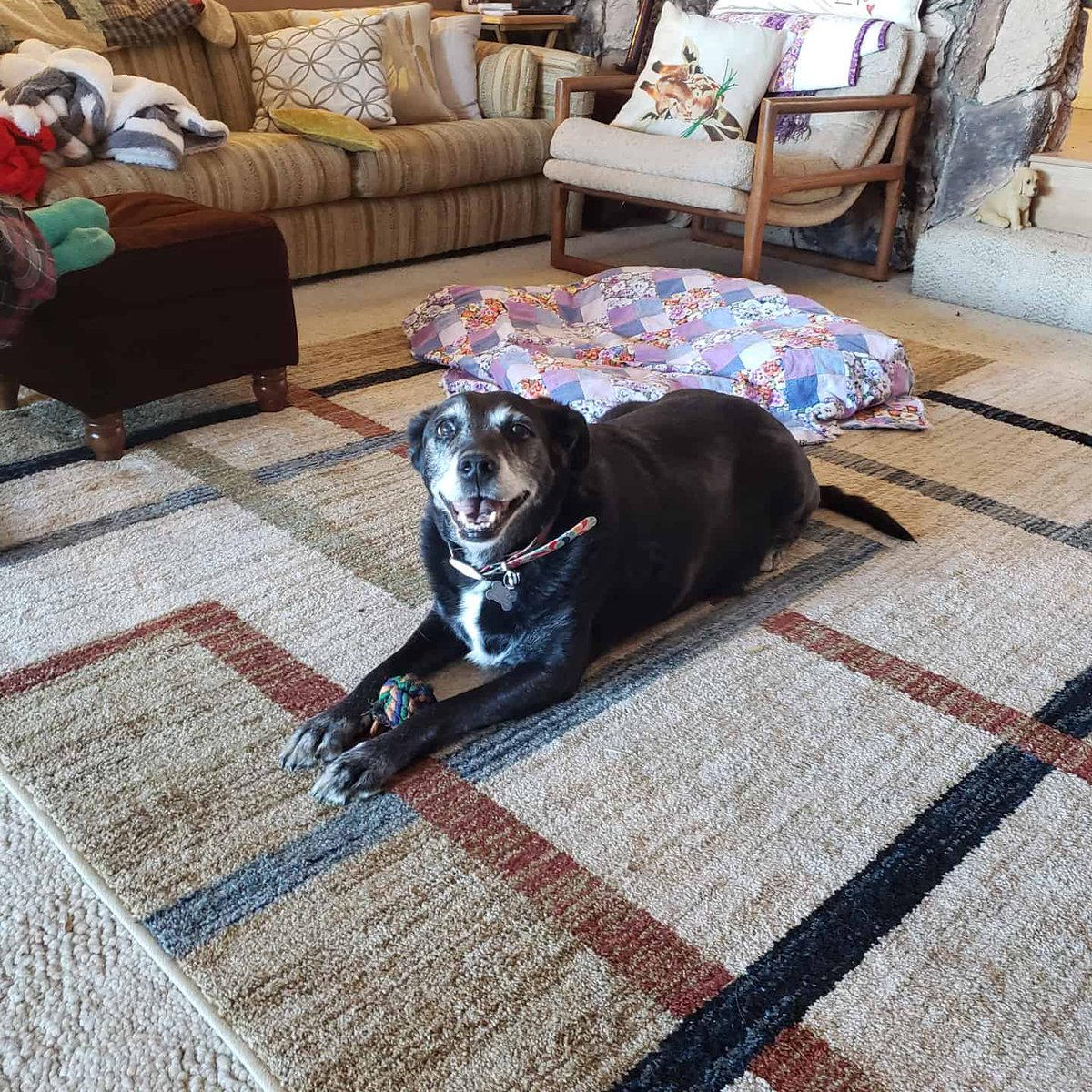 RollinStoney1's tweet image. Yesterday sucked. Gonna miss my Rory. #PetsMakeaDifference