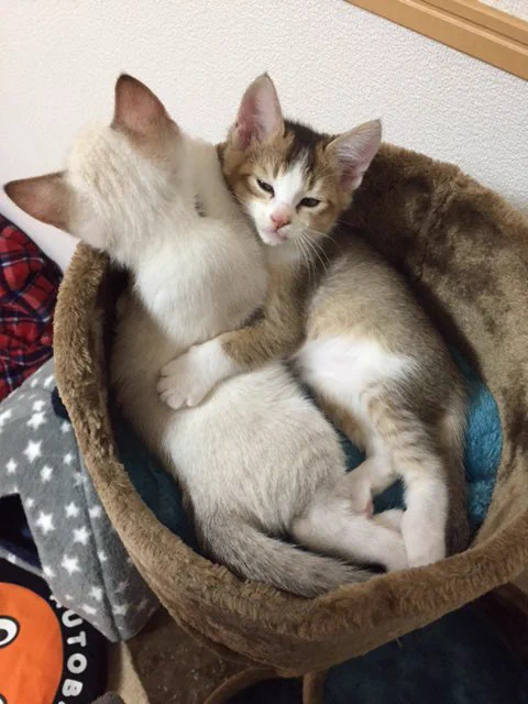 @Natsumi_Cat_222 @murrhauser 猫の里親探しで仕事の元同僚に兄弟で引き取って貰いました 