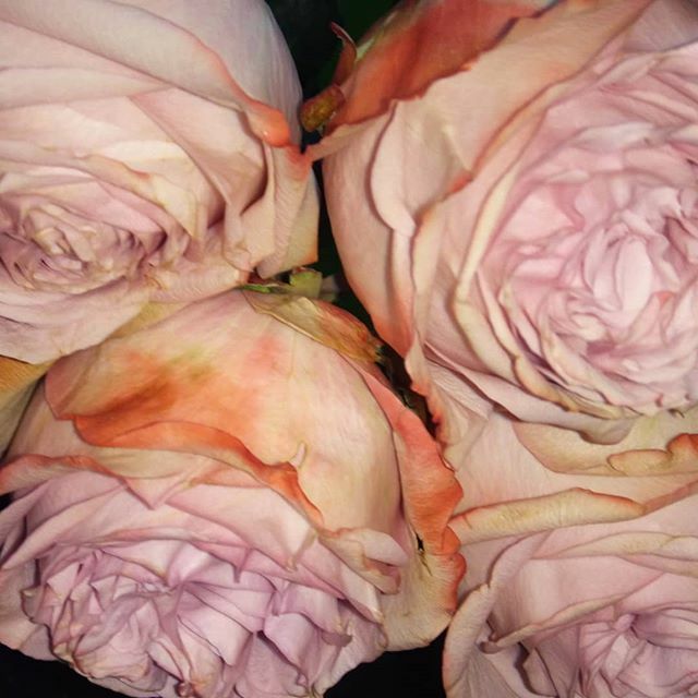 Vintage roses now coming into the warm to slowly bloom....yummy
•
#roses #rosebouquet #flowerpower🌸 #vintagestyle #herecomesthebride #weddingday #weddingflowers #bridalbouquets ift.tt/3aU5MNc