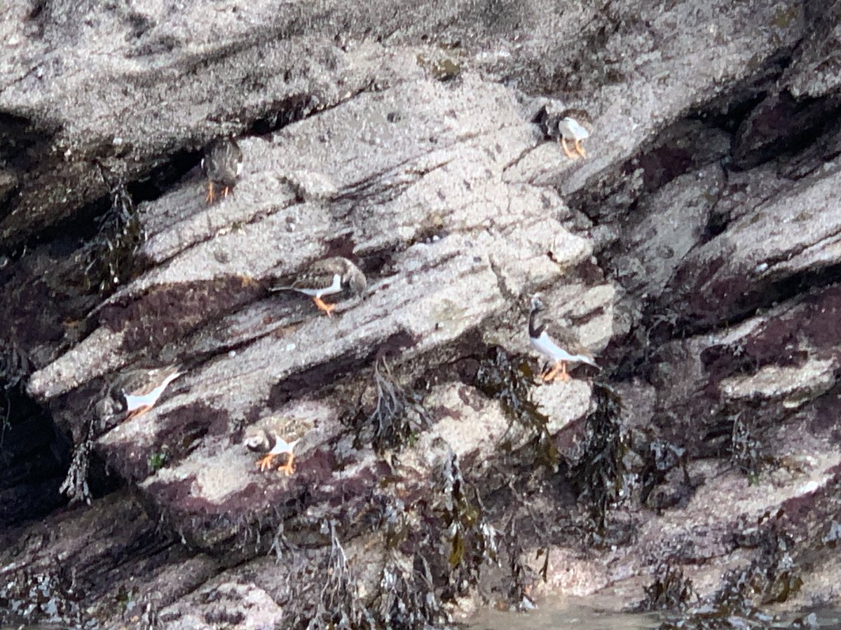 Encounter Cornwall (@kayakcornwall) on Twitter photo Turnstones,a rare sight on our trips, seen rock hopping in the harbour. Also seen? Kingfishers, herons, egrets, cormorants, shags, oyster catchers, curlews, sandpipers, little grebes and almost no human beings! Perfect winter paddling. <a href="/BTO_Cornwall/">British Trust for Ornithology in Cornwall ăă</a> <a href="/EnjoyFowey/">Enjoy! Fowey</a> @CwallWildlife Turnstones,a rare sight on our trips, seen rock hopping in the harbour. Also seen? Kingfishers, herons, egrets, cormorants, shags, oyster catchers, curlews, sandpipers, little grebes and almost no human beings! Perfect winter paddling. <a href="/BTO_Cornwall/">British Trust for Ornithology in Cornwall ăă</a> <a href="/EnjoyFowey/">Enjoy! Fowey</a> @CwallWildlife