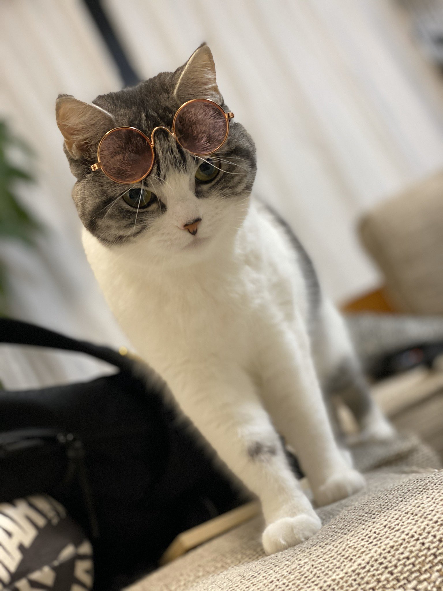 Eoheoh Mssp Na Tviteru サングラスと猫