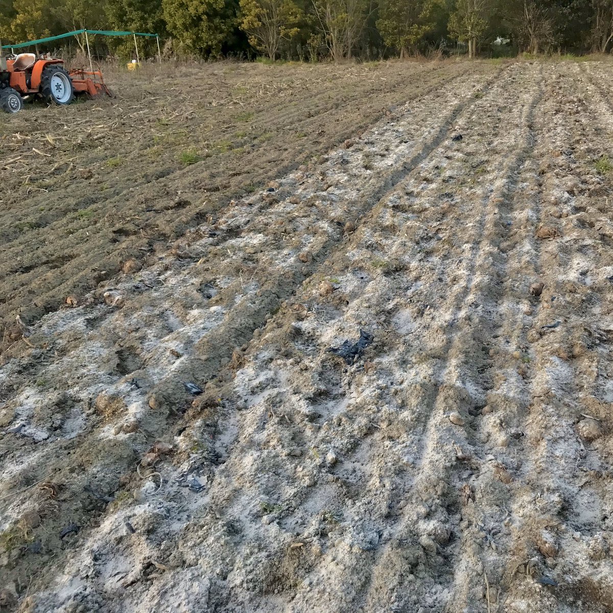𓇟黒大根くん2 0 ビジネスとプログラミングの勉強 على تويتر 今日の家庭菜園 ガーデニング 有機物 ココピート を散布した畑 に牡蠣殻石灰を100kgほど散布してきました ٩ ๑ ꇴ ๑ 耕耘は明日以降です 生分解性マルチも細かくなってますね 家庭菜園