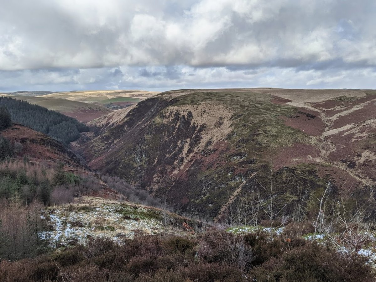 Thanks to @vincentwildlife for helping me and @SmuldersLab gather data on the #GreySquirrel #PineMarten interface in Wales, and to the @BritishEcolSoc for funding! #squirrels #RedSquirrels #conservation