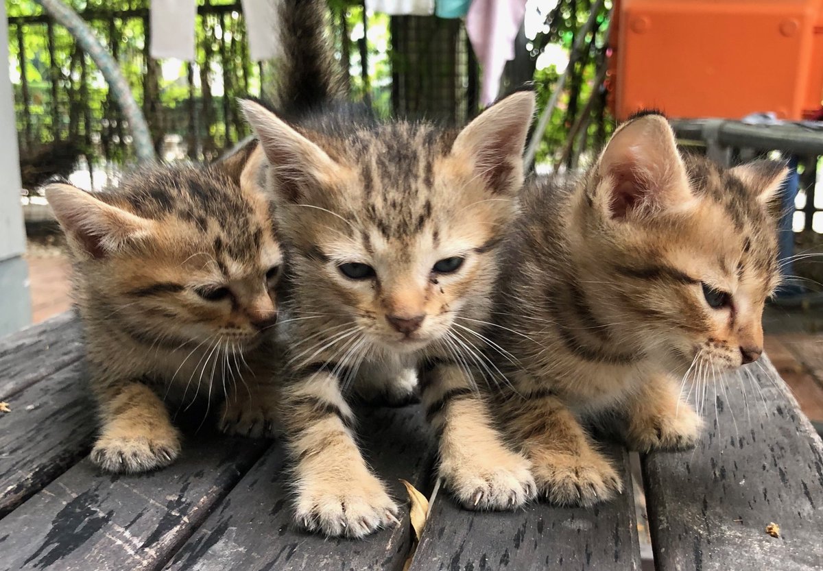 Saranoncattery's tweet photo. #CatForAdoption #NoAdoptionFee 
น้องแมวจร หาบ้านนะคะ เด็กน้อยเป็นเพศผู้ทั้ง 3 ตัว ขอบ้านที่พร้อมดูแล เลี้ยงระบบปิด อัพเดทน้องให้ดูได้บ้างนะคะ 
พิกัด 🚩 ซาฟารีเวิลด์ คลองสามวา กทม 
ติดต่อได้ที่ไลน์ alicesara.bow หรือ 061-6329446 #แมวจร #แมวหาบ้าน https://t.co/dlZGOP7Rfw