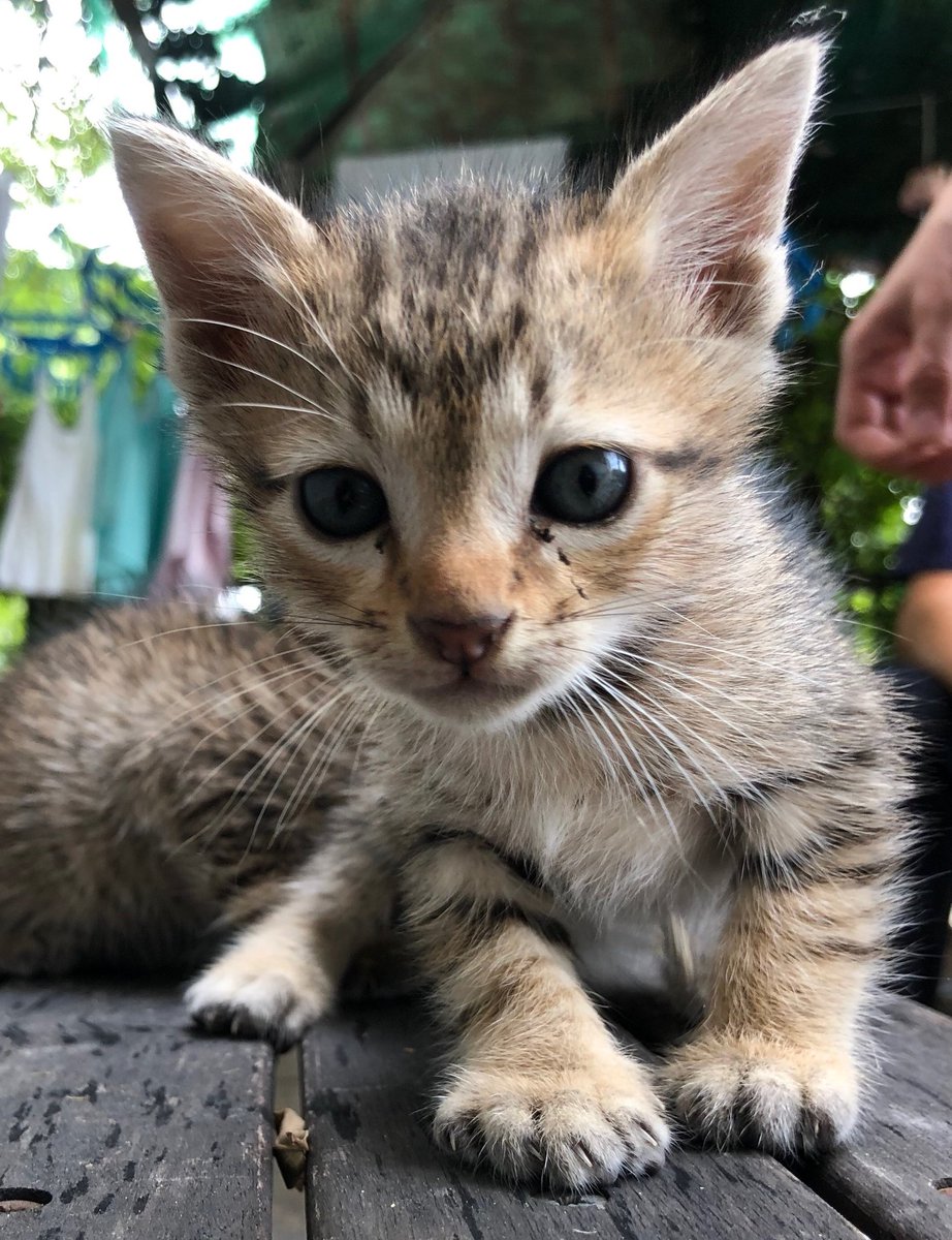 Saranoncattery's tweet photo. #CatForAdoption #NoAdoptionFee 
น้องแมวจร หาบ้านนะคะ เด็กน้อยเป็นเพศผู้ทั้ง 3 ตัว ขอบ้านที่พร้อมดูแล เลี้ยงระบบปิด อัพเดทน้องให้ดูได้บ้างนะคะ 
พิกัด 🚩 ซาฟารีเวิลด์ คลองสามวา กทม 
ติดต่อได้ที่ไลน์ alicesara.bow หรือ 061-6329446 #แมวจร #แมวหาบ้าน https://t.co/dlZGOP7Rfw