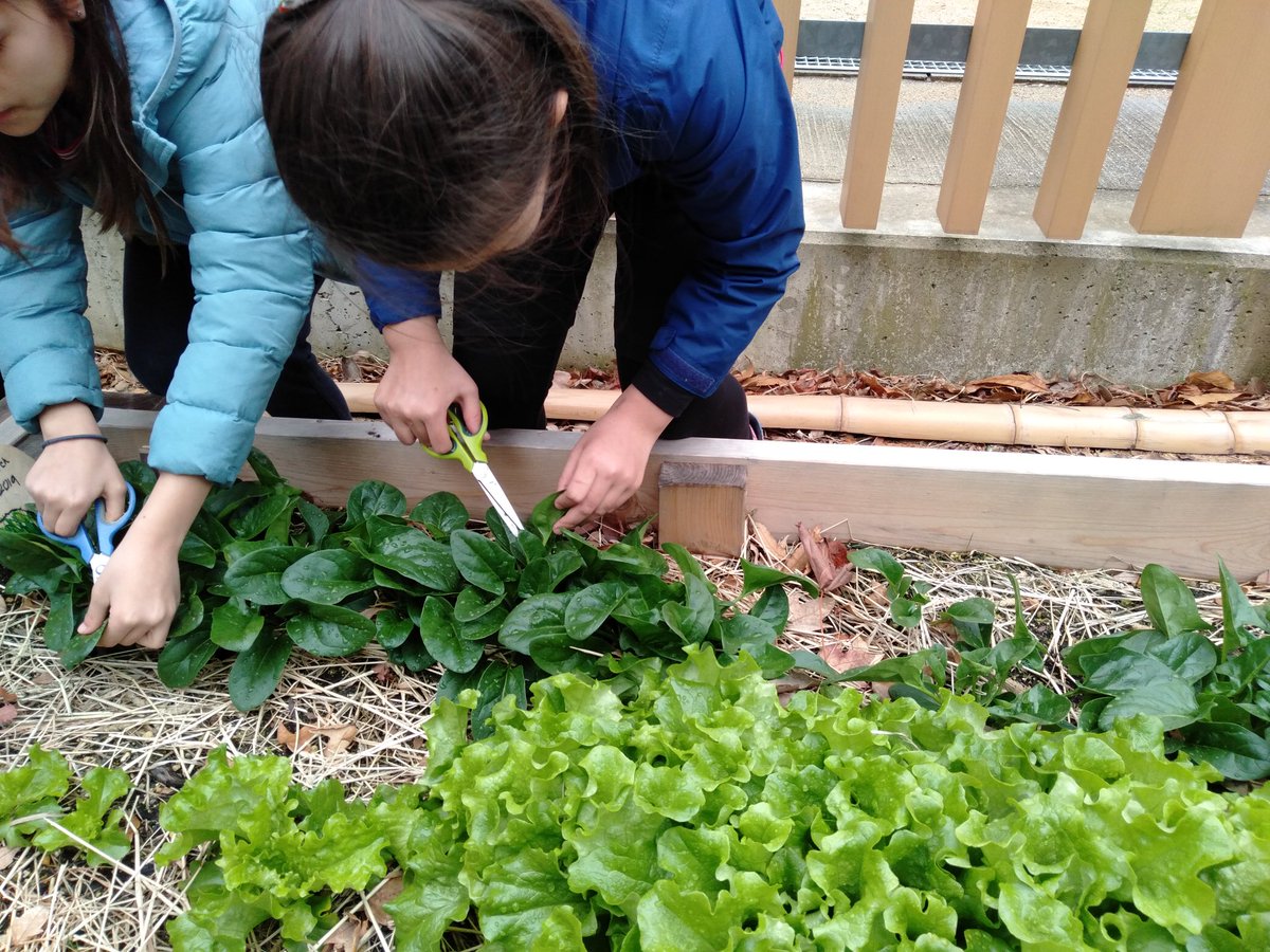 KieranShields3's tweet photo. Last Oct, students researched &amp; decided on which crops to grow. Since then they began cultivation &amp; this week learned how to harvest. Now enjoying the soup they made :) @canacad #gardening https://t.co/dant2PusQj