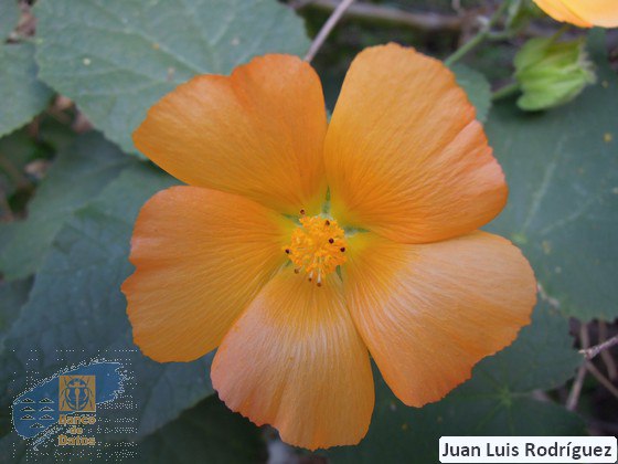 EnergiaLPGC's tweet photo. Mira la Abudefduf saxatilis o fula tropical🥰 o esta Abutilon grandifolium o Abutilo, la nueva plataforma #BIOCAN aúna toda la biodiversidad y distribución de especies protegidas e introducidas en nuestro archipiélago🇮🇨

¡¡Nos encanta!! #CuidemosElPlaneta

https://t.co/uxlKRxjcPJ https://t.co/rQ29HzALxU