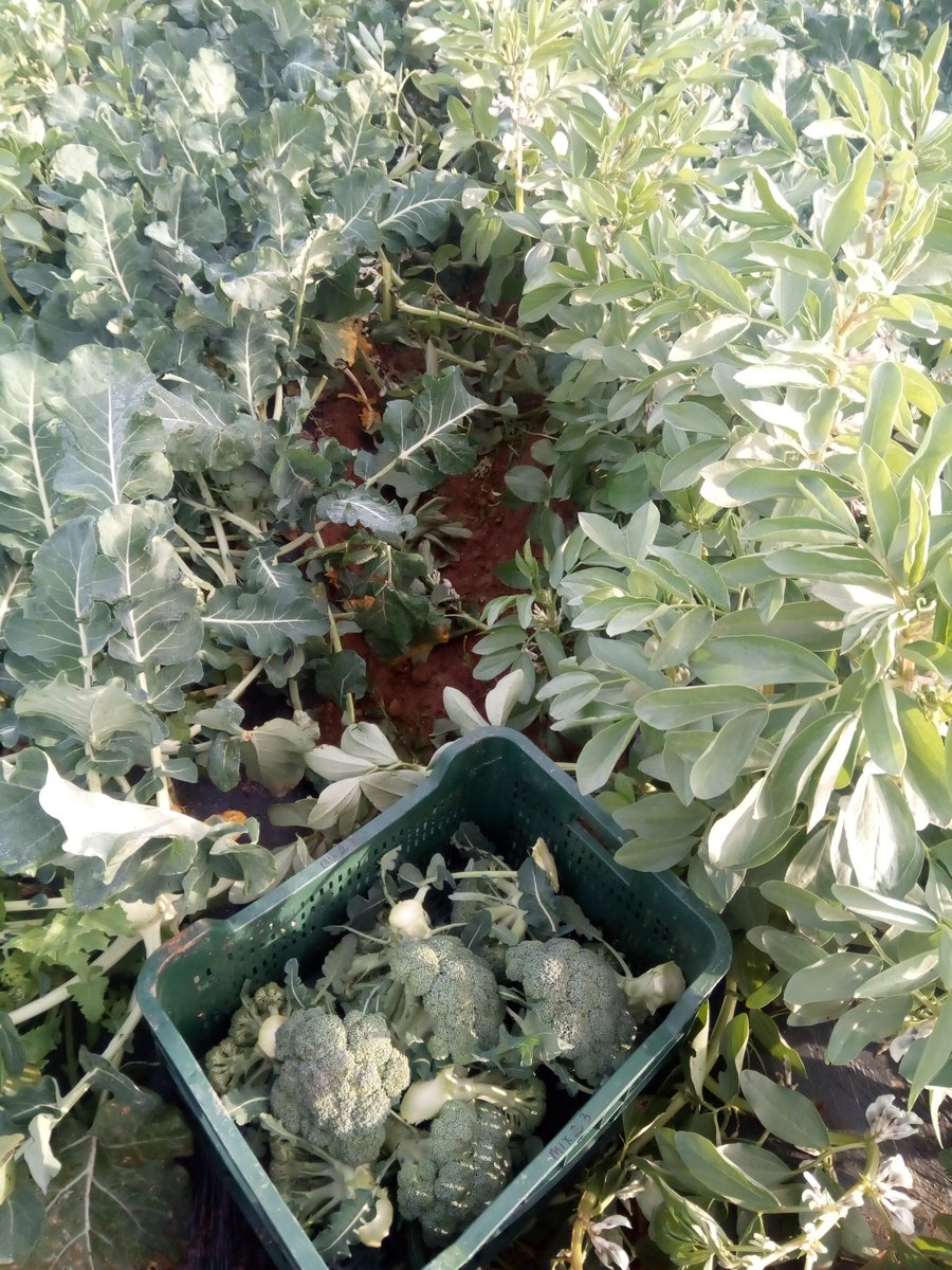 diverfarmingES's tweet photo. ¡Ya están aquí nuestros primeros brócolis 🥦🥦🥦! El brócoli de @AsociaH está intercalado con haba y usando fertilizantes orgánicos #H2020 https://t.co/X2MUryDgYD