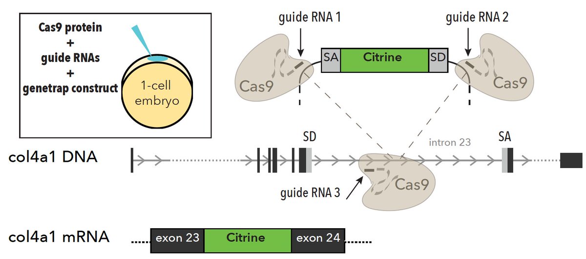 To understand whether  #macrophages were in fact directly contributing to the scar, we endogenously  #tagged  #collagens with  #GFP. In  #zebrafish, we did this by combining homology independent repair-based genome editing  #CRISPR w/ intron-based protein trapping: “trio” tagging! 7/n