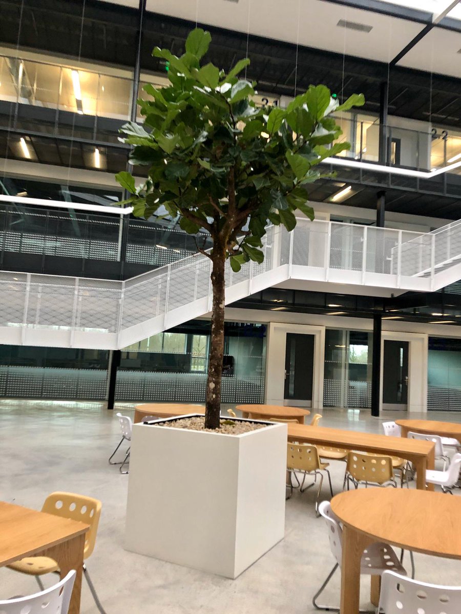UrbanPlantersNW's tweet photo. Big and beautiful 👌🏻🌿🌴 #upnw #urbanplanters #bigisbeautiful #greenery #biophilicdesign #ficuslyrata #manchester #atium #light #sunshine #statement https://t.co/QumIflp0da